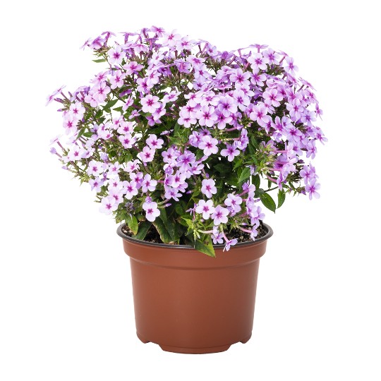 Early® Lavender Pop