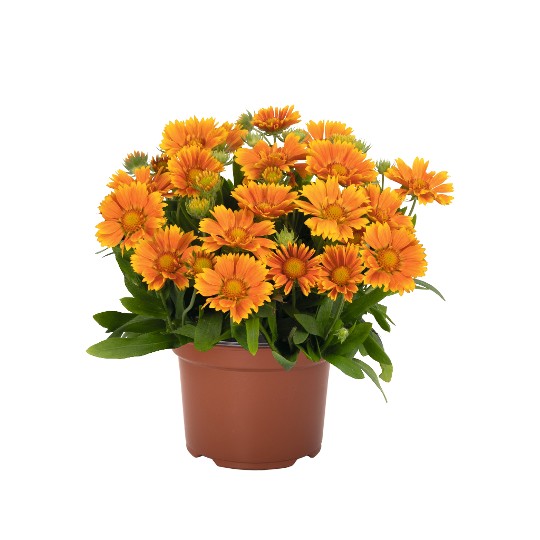 SpinTop® Mango