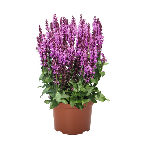 Royal Magenta