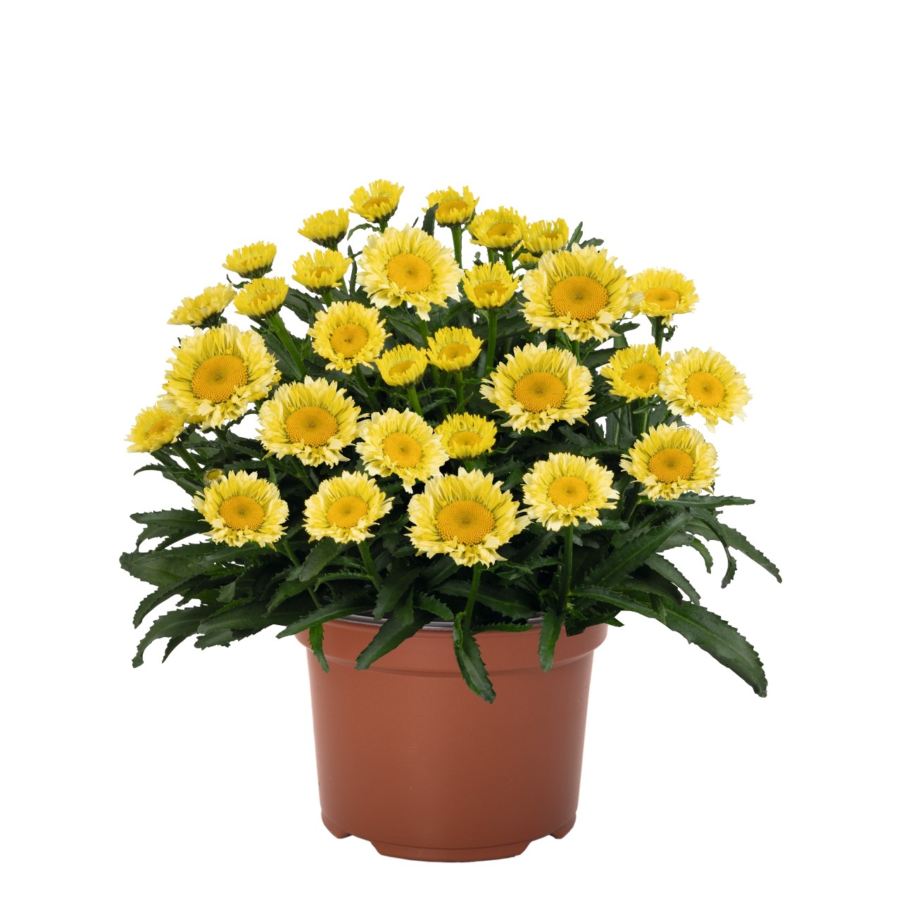 Sweet Daisy® Izabel - Products - Dümmen Orange