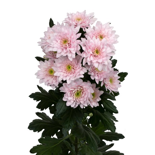 Pastela Pink (Blush)