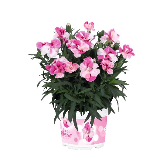 Sprint Pink & Proud®