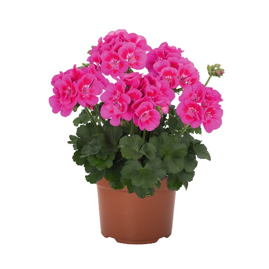Santana Pink Splash