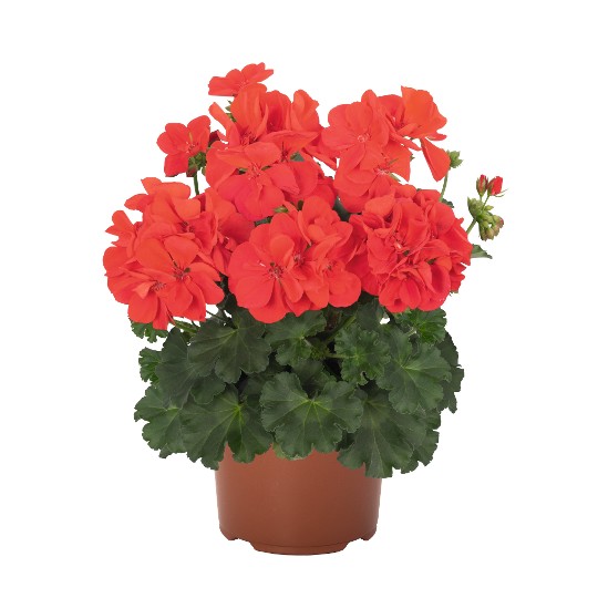 Santana Fire