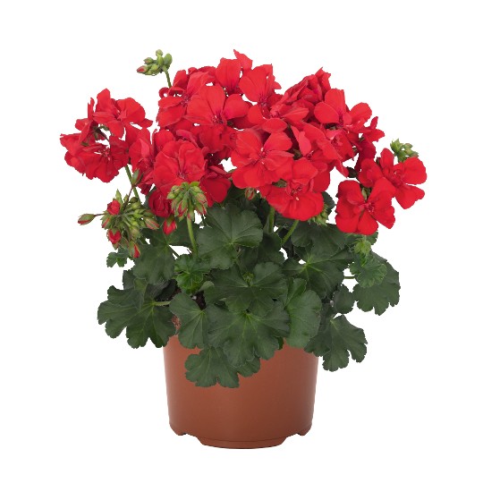 Santana Dark Red