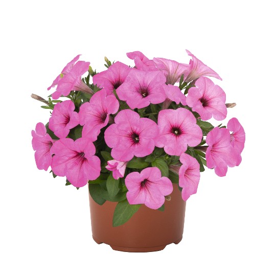 Potunia® + Pinkalicious 2024