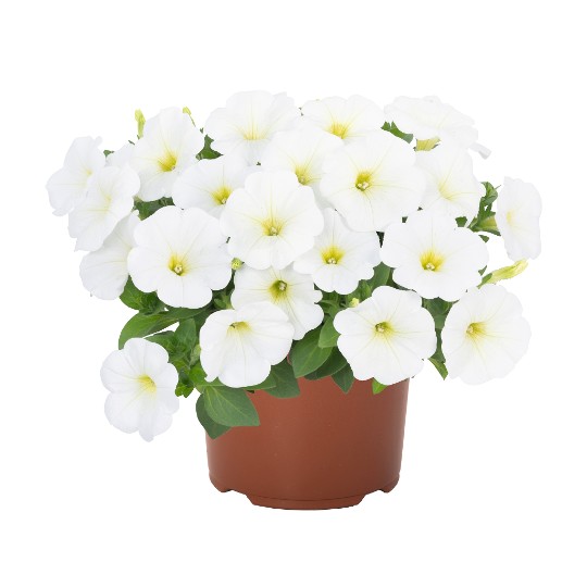 Potunia® White