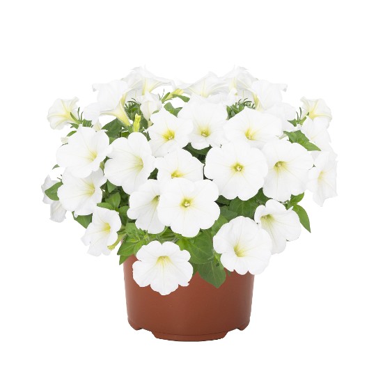 Potunia® Piccola® White (Intrinsa®)