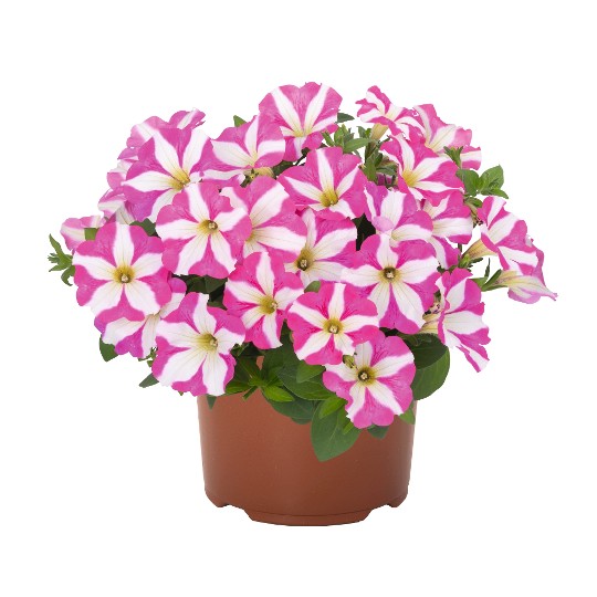 Sweetunia Windmill Pink (Intrinsa)