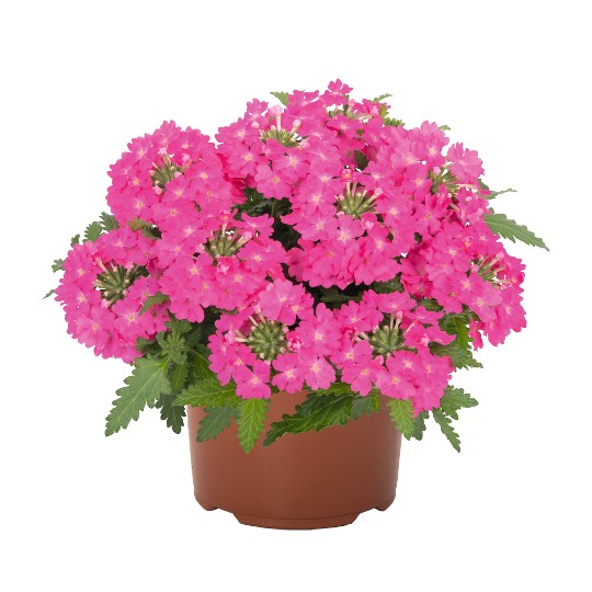 Lindolena Hot Pink