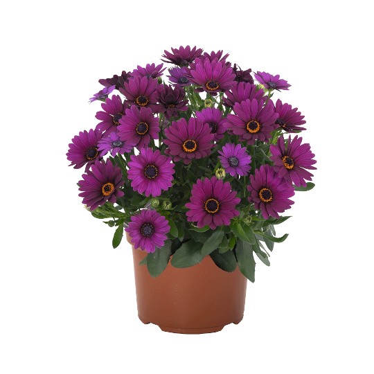 Margarita Cool Purple 2025