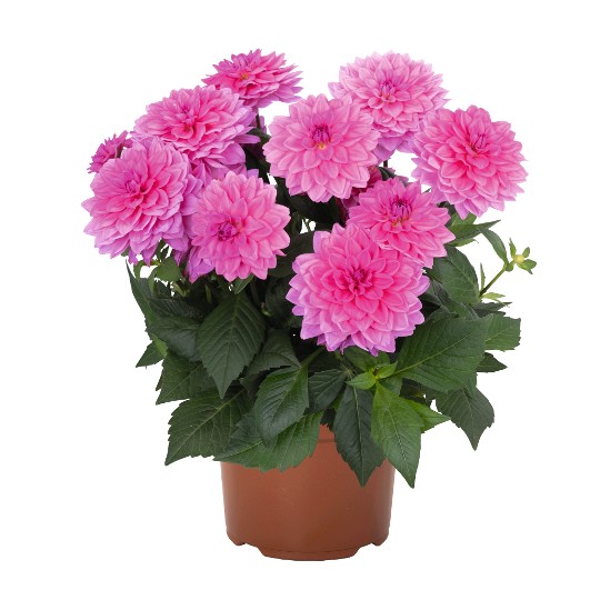 Hypnotica® Pink