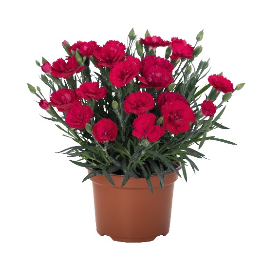 Rock Double Red