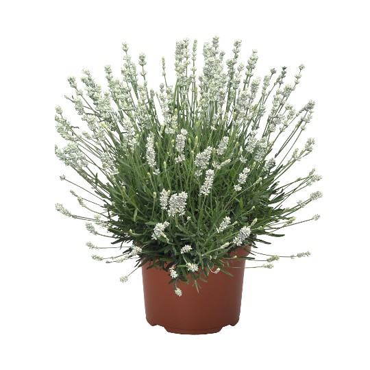 La Diva Spirit White
