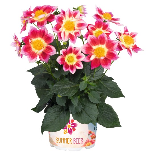 Summer Bees Red Bicolor