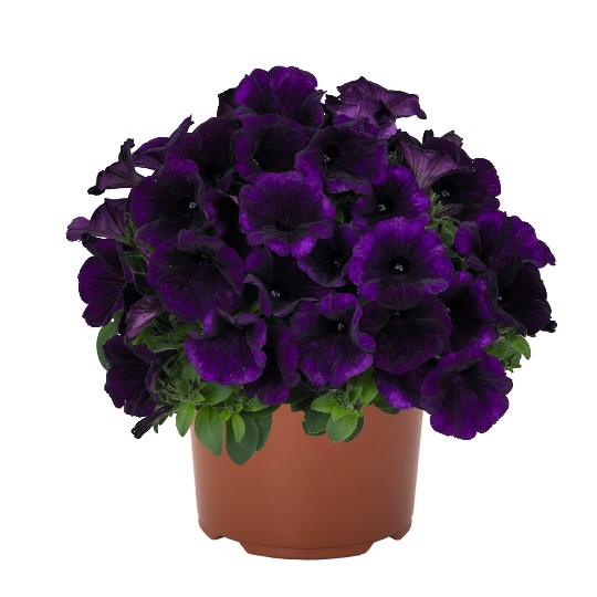 Potunia® + Cobalt Blue 2024