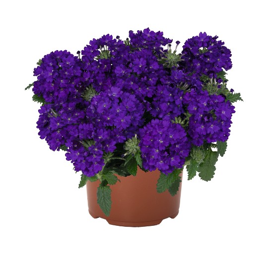 Lindolena Blue