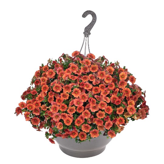 Aloha Hot Orange