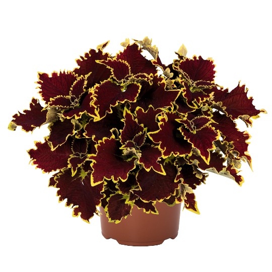 Stained Glassworks® Crown Jewel 2024