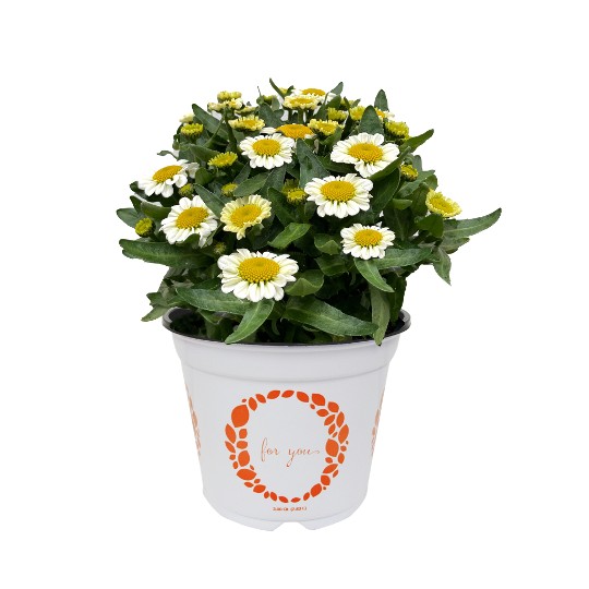 Sweet Daisy® Shelly