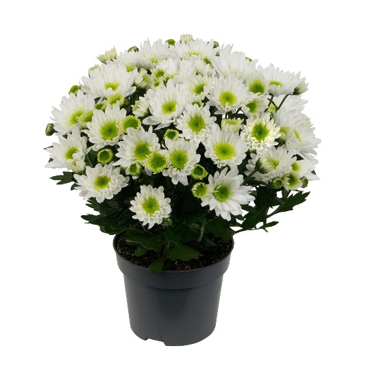 Suntaste White
