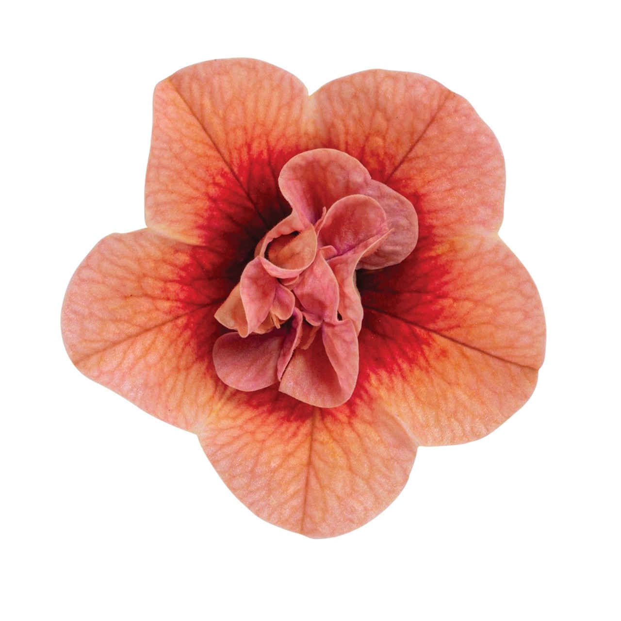 Aloha Double Apricot - Products - Dümmen Orange