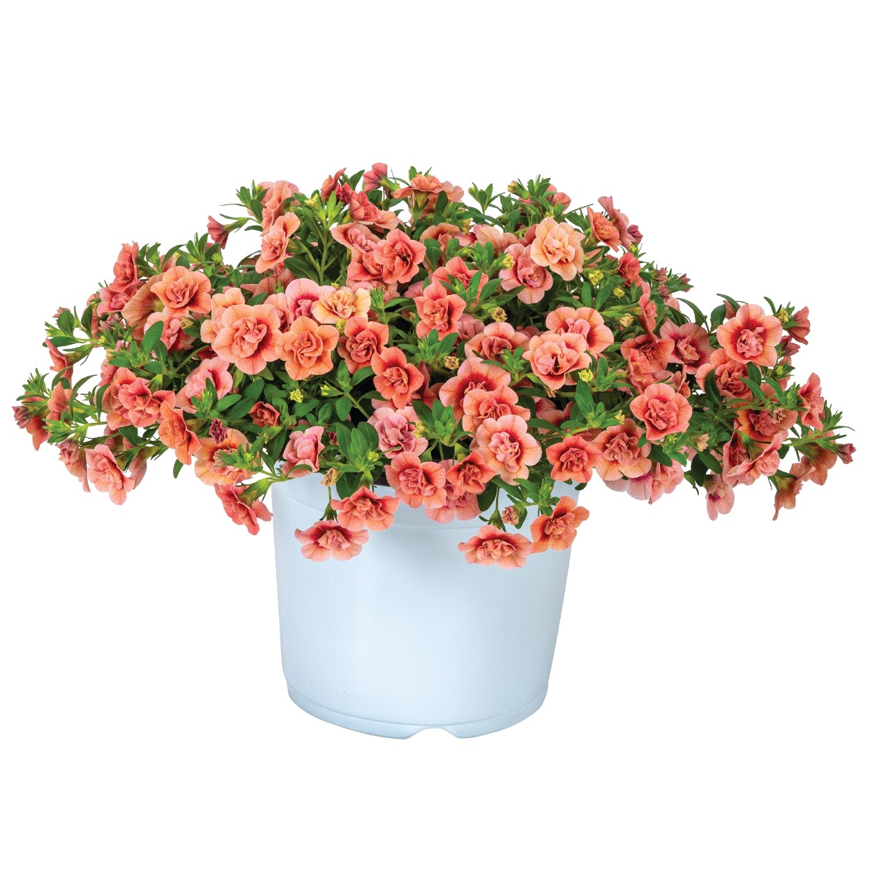 Aloha Double Apricot - Products - Dümmen Orange