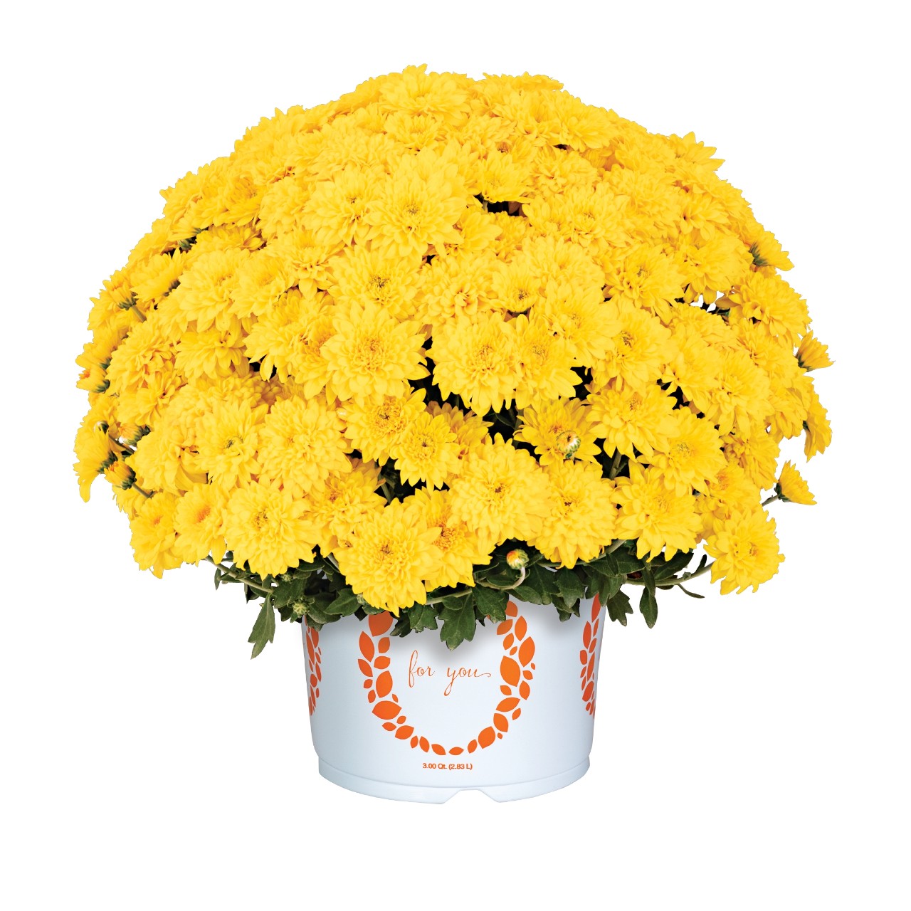 3mix！Suddan2種 x yellow moon Touchdown Yellow - Products - Dümmen Orange