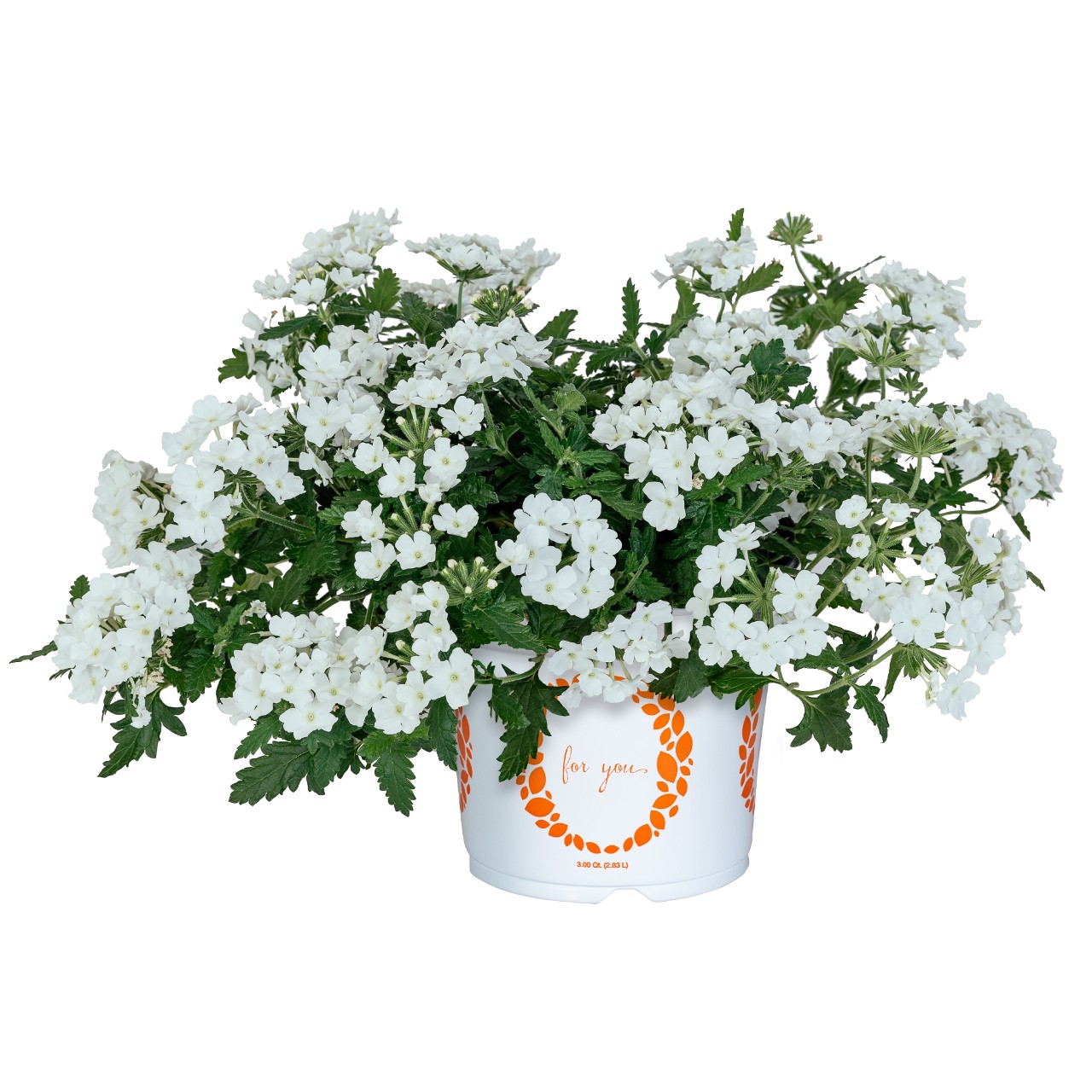 Empress® Sun White 2024 - Products - Dümmen Orange