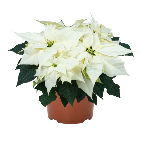 Flurry White