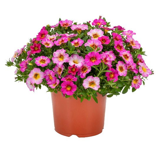 Rainbow® Parisian Pink