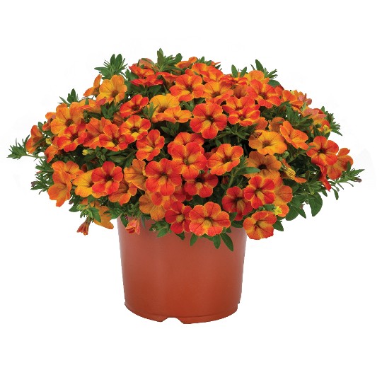 Rainbow® Calypso Coral