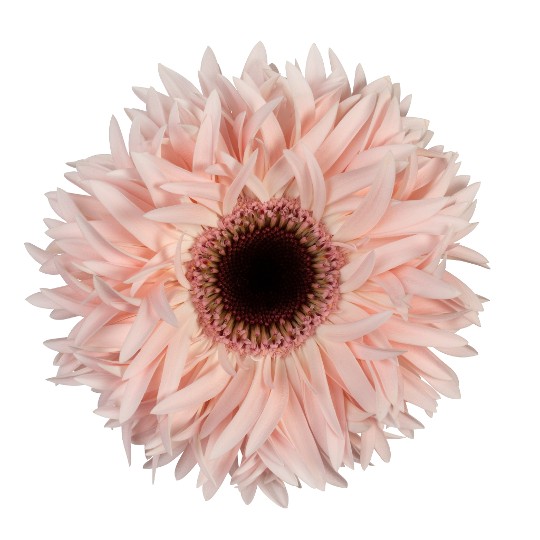 Abu+
