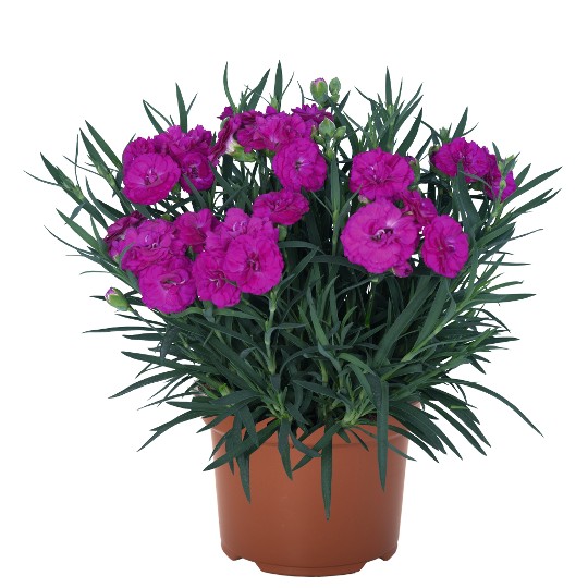 Paddock Violet