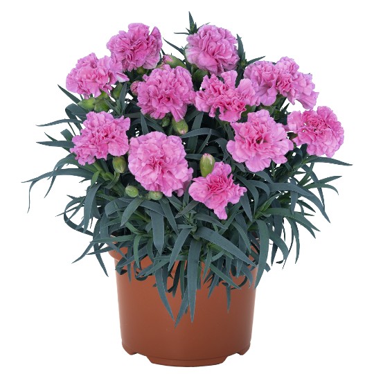 Oriental Lavender