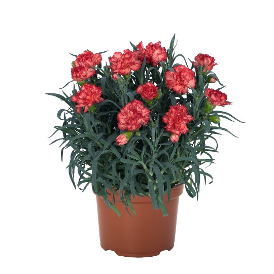 Oriental Marcel Orange
