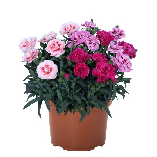 Confetti Garden® Tarantella