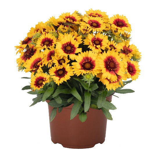 SpinTop® Red Starburst Imp