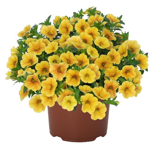 Aloha Kona Pineapple 2025