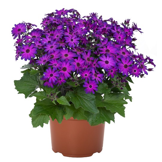 Mandala® Plus Magic Purple