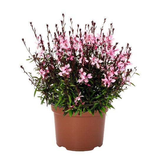 Monarch Pink