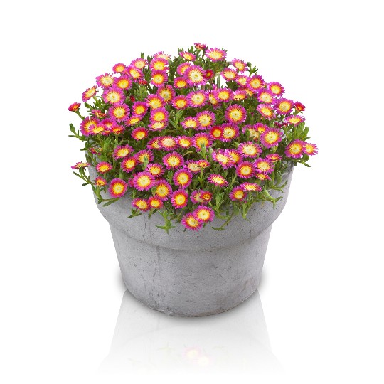 Wheels of Wonder® Hot Pink Imp