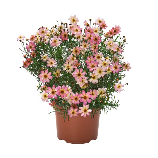 Permathread™ Shade of Rose