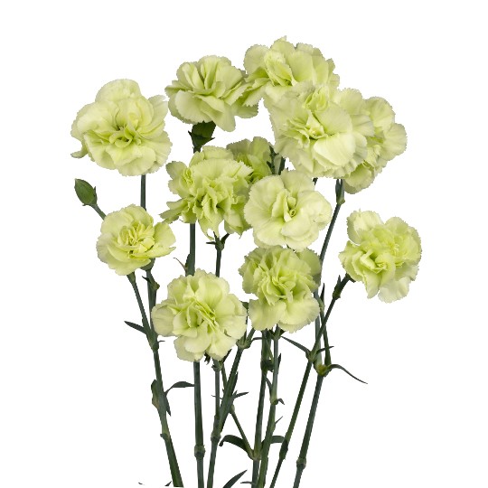 Parsley+