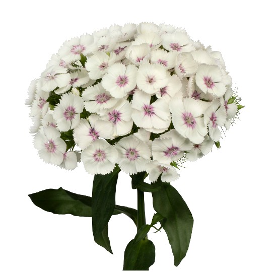 Barberatus Bloom+