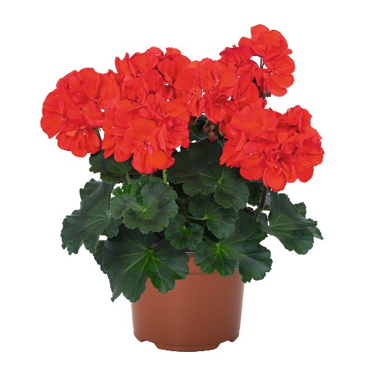 Savannah® Bright Red