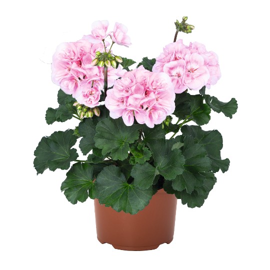 Savannah® Pink Shades