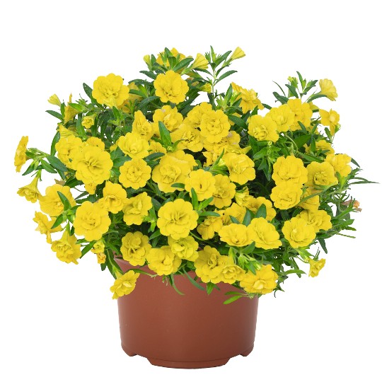 Aloha Double Yellow