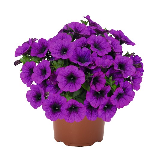 Sweetunia® Lilac (Intrinsa)