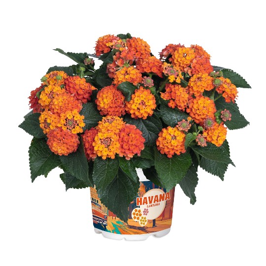 Havana Hot Orange